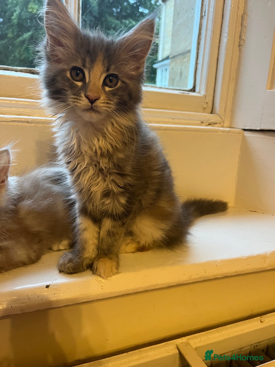 Maine Coon cats for sale: XL Maine Coon kittens - Image 21