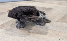 Cocker Spaniel dogs for sale: Show type cocker spaniel  - Image 16