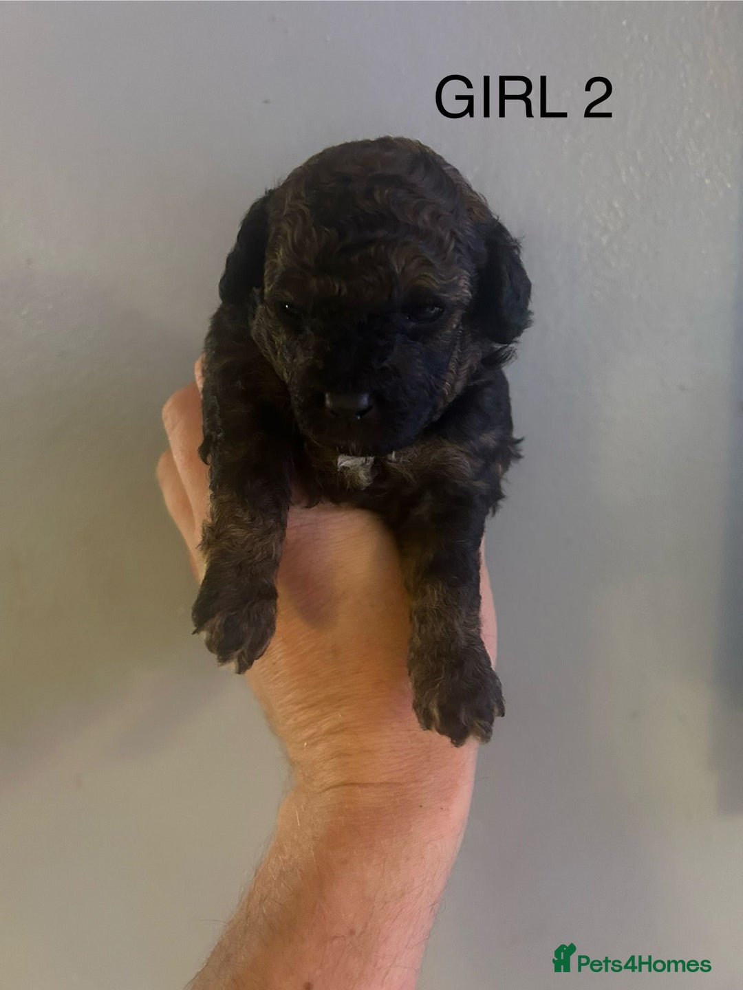 Poochon dogs for sale: Miniature toy poochons - Image 4