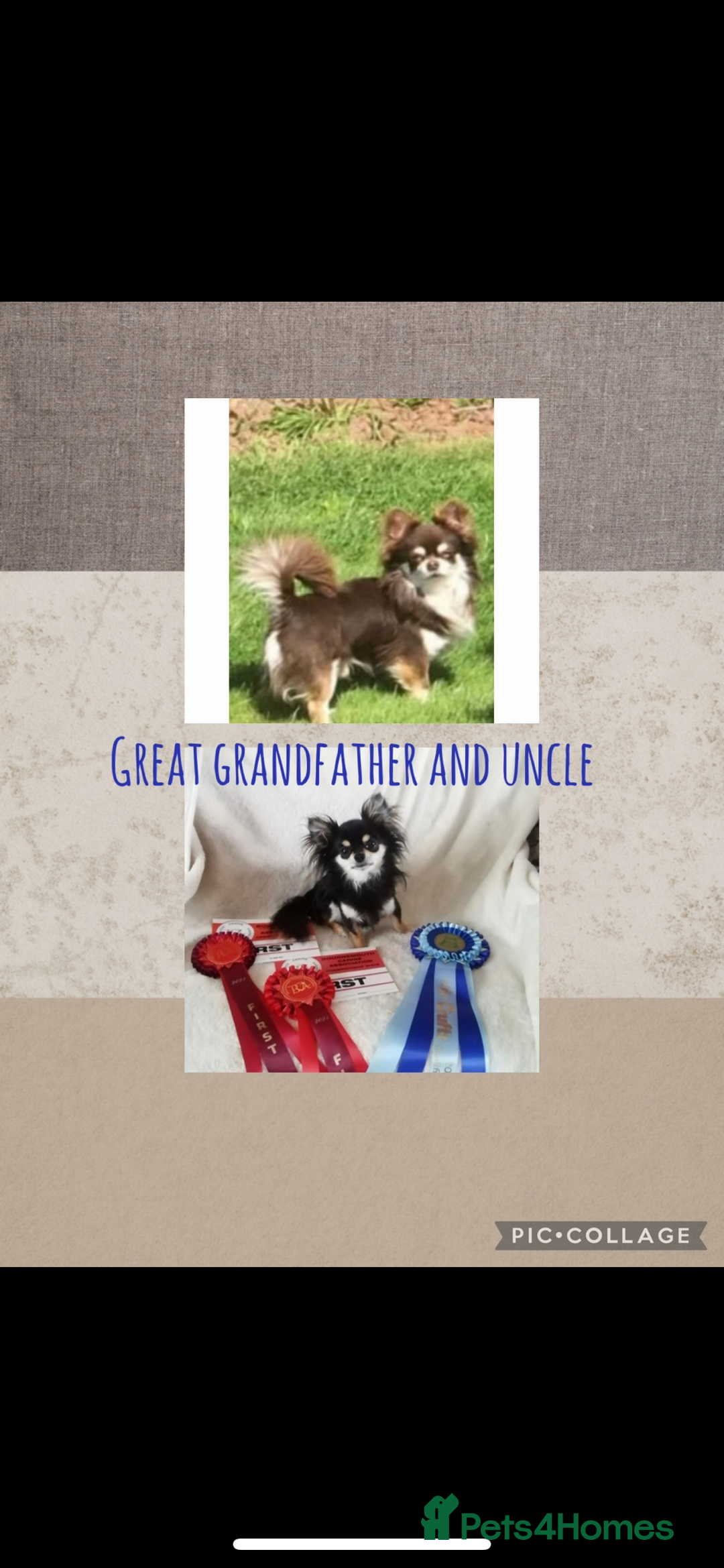 Chihuahua dogs for sale: Beautiful long coat chihuahua girl 🤎💕 - Advert 8