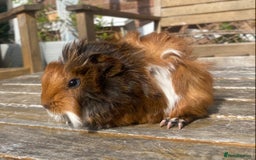 Guinea Pig rodents for sale: Abyssinian long haired  - Image 7