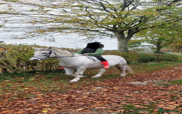 Other Breed horses for sale: Cob x Arab  - Image 5