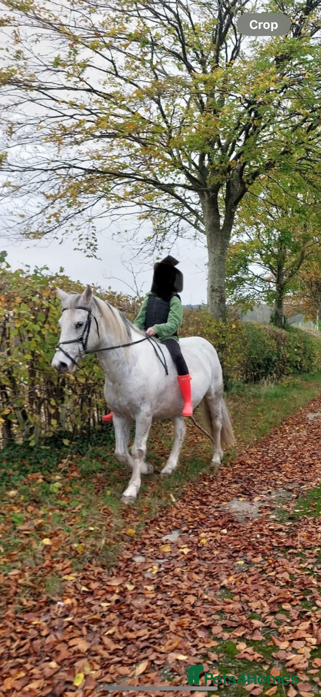 Other Breed horses for sale: Cob x Arab  - Image 5