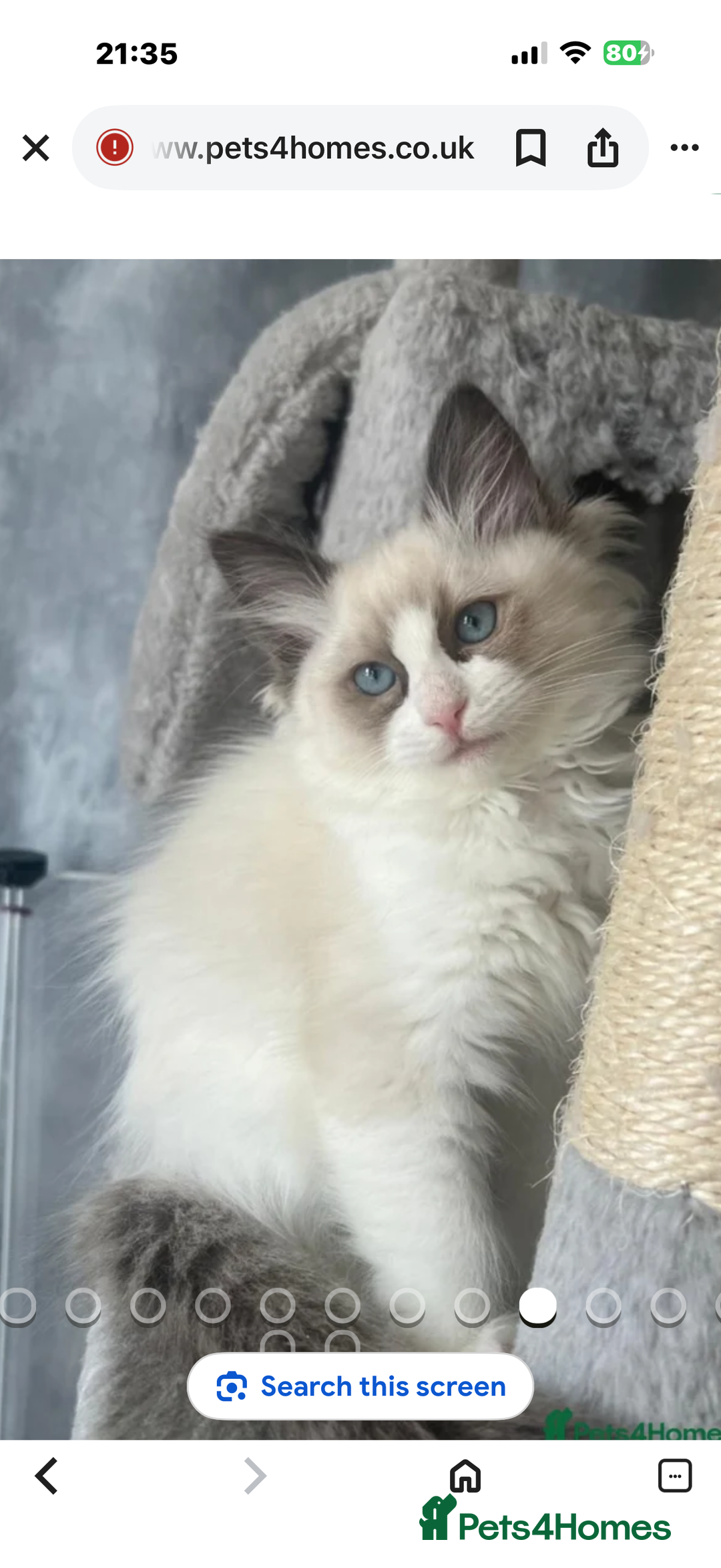 Mixed Breed cats for sale:  1 STUNNING KITTEN READY NOW - Advert 6