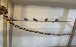 Budgerigars birds for sale: Baby  budgies in Whitstable - Image 6