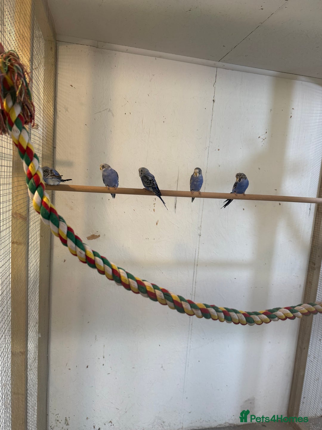 Budgerigars birds for sale: Baby  budgies in Whitstable - Image 6