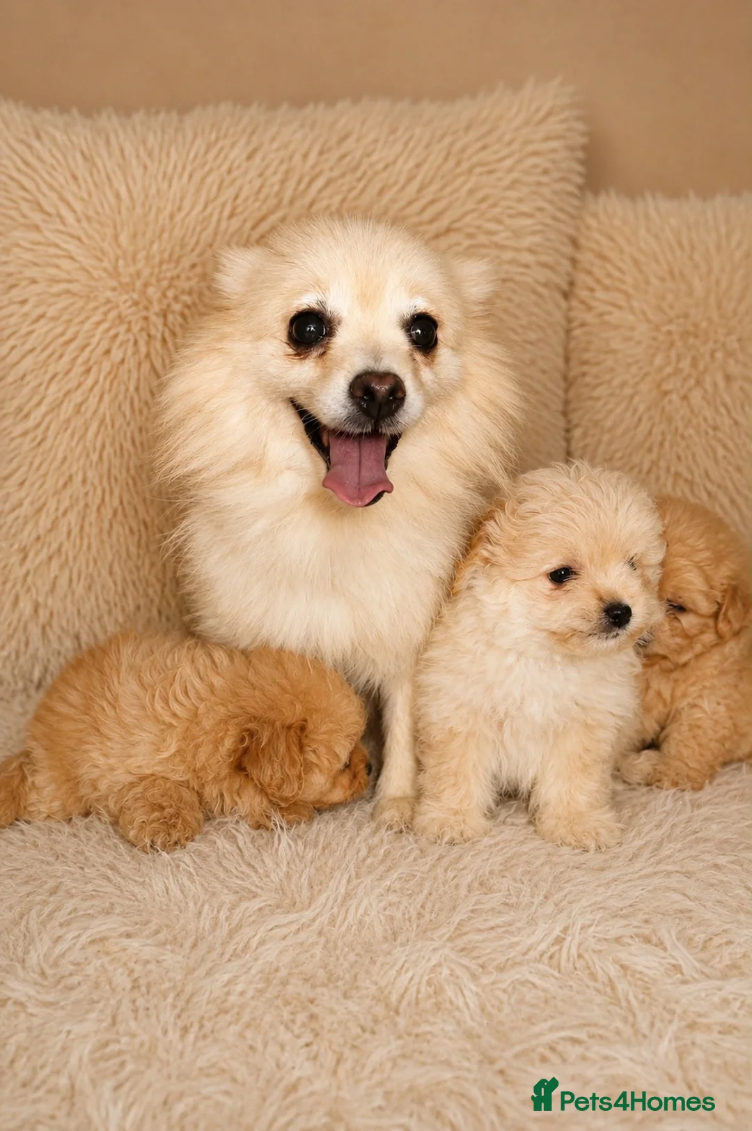 Pomapoo dogs for sale: Pompoo puppies  in Yarm - Advert 1