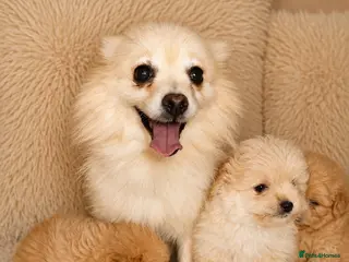 Pomapoo dogs Pompoo puppies - Advert 10