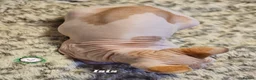 Sphynx cats for sale: Ready to go Canadian Sphynx Champion father line.  - Advert 6