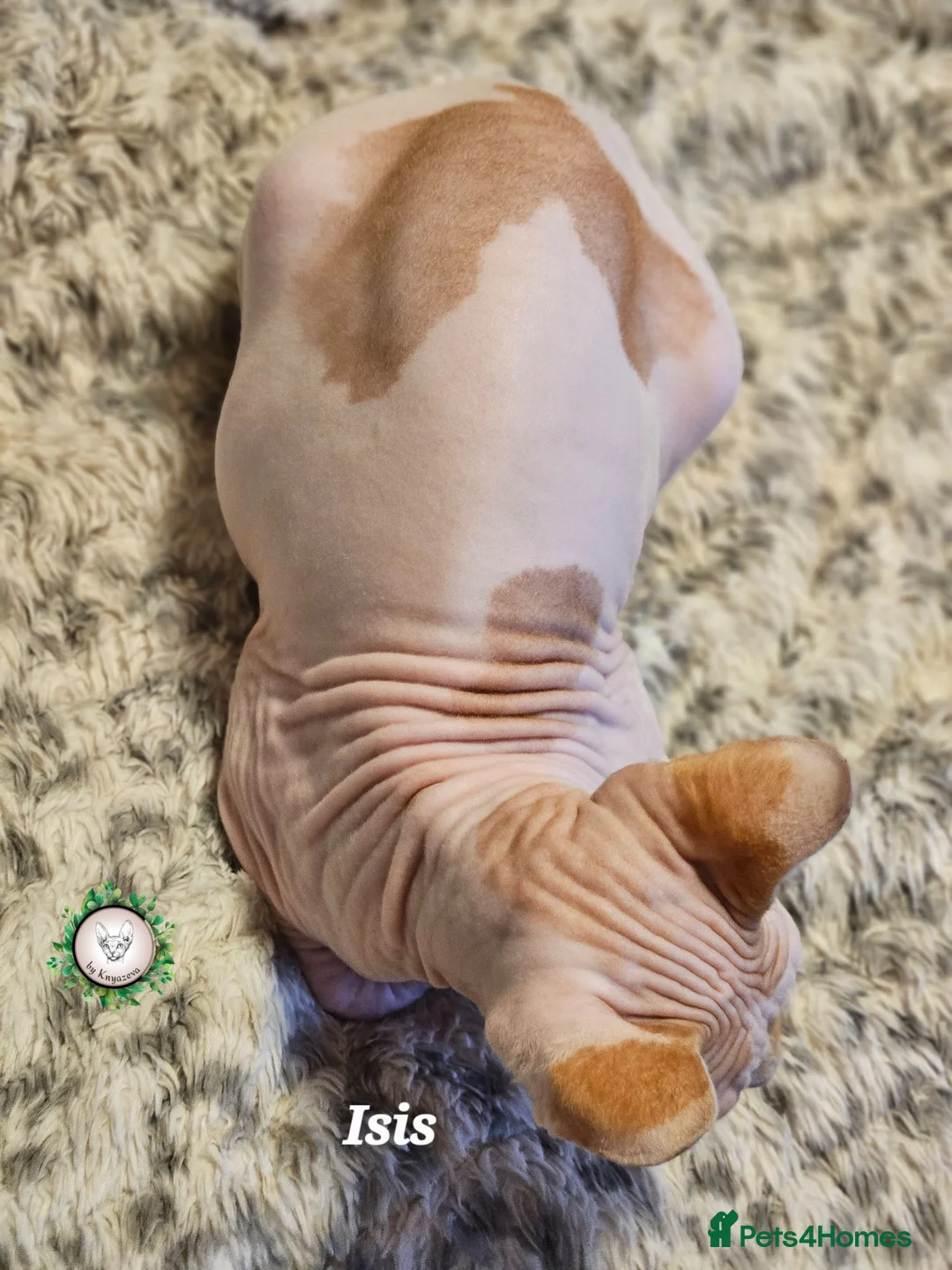Sphynx cats for sale: Ready to go Canadian Sphynx Champion father line.  - Advert 2