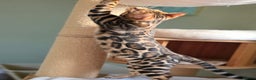 Bengal cats for sale: Brown Rosetted Bengal Prince  - Advert 11