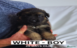 German Shepherd dogs for sale: Beautiful German Shepherd Puppies - Image 4
