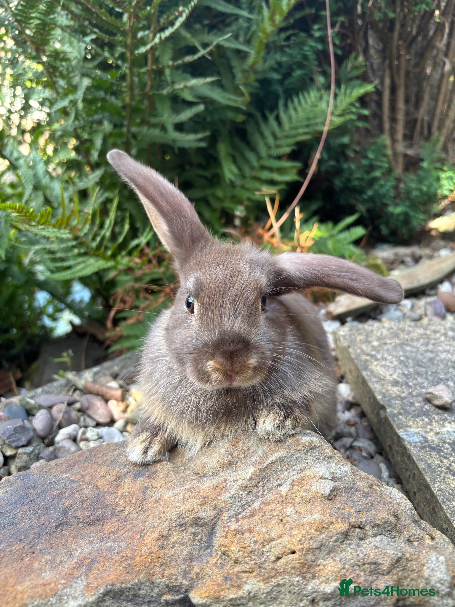 Mixed Breed rabbits Mini lop cross - orange chocolate black  - Advert 1