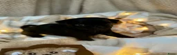 Pug dogs for sale: Boys Boys Boys!! Gorgeous litter of handsome males in Kidderminster - Advert 11