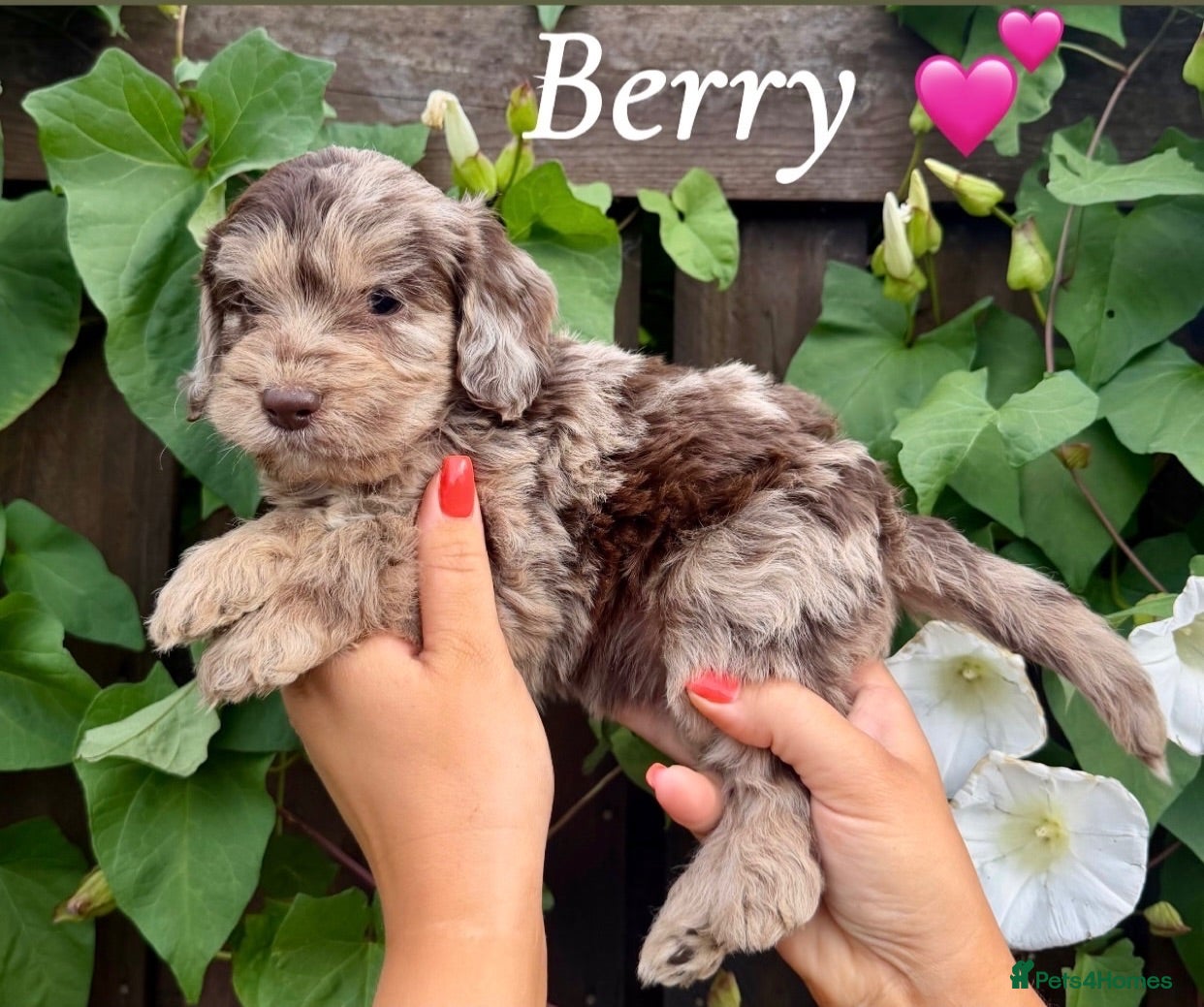 Cockapoo dogs 🤎🐶🐾 Beautiful F1 cockapoo puppies🐾🐶🤎 - Advert 2
