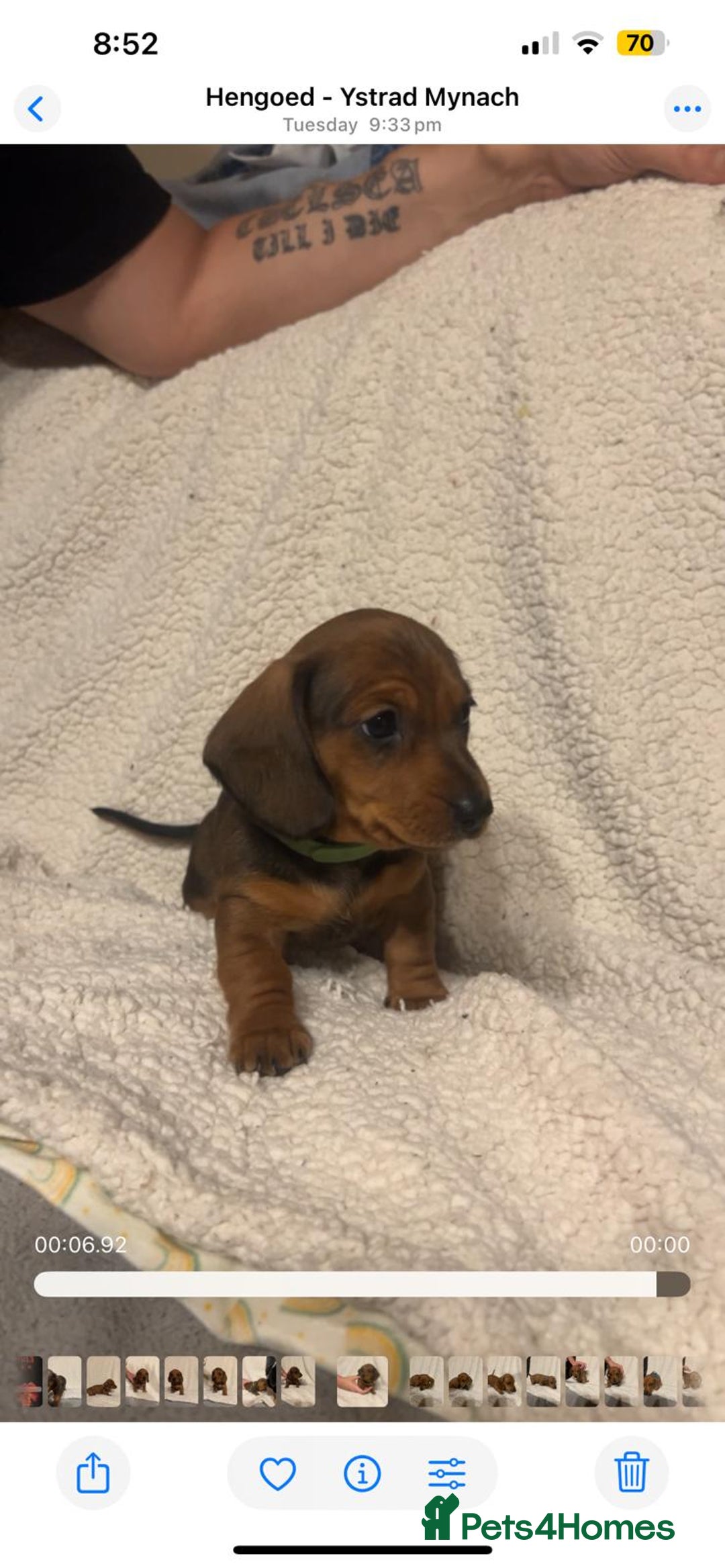 Miniature Dachshund dogs for sale: Miniature dachshunds cearphilly  - Image 5
