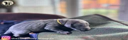 Weimaraner dogs for sale:  ❤️Adorable KC-Registered Weimaraner Puppies❤️ - Advert 10