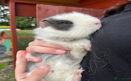 Guinea Pig rodents for sale: Guinea pigs  - Image 7