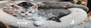 Maine Coon J