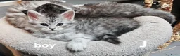 Maine Coon cats for sale: Large Maine Coon kittens regd European bloodline - Advert 20