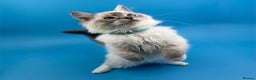 Ragdoll cats for sale: 💙 STUNNING GCCF GRCH SIRED RAGDOLL KITTENS 💙 - Advert 28