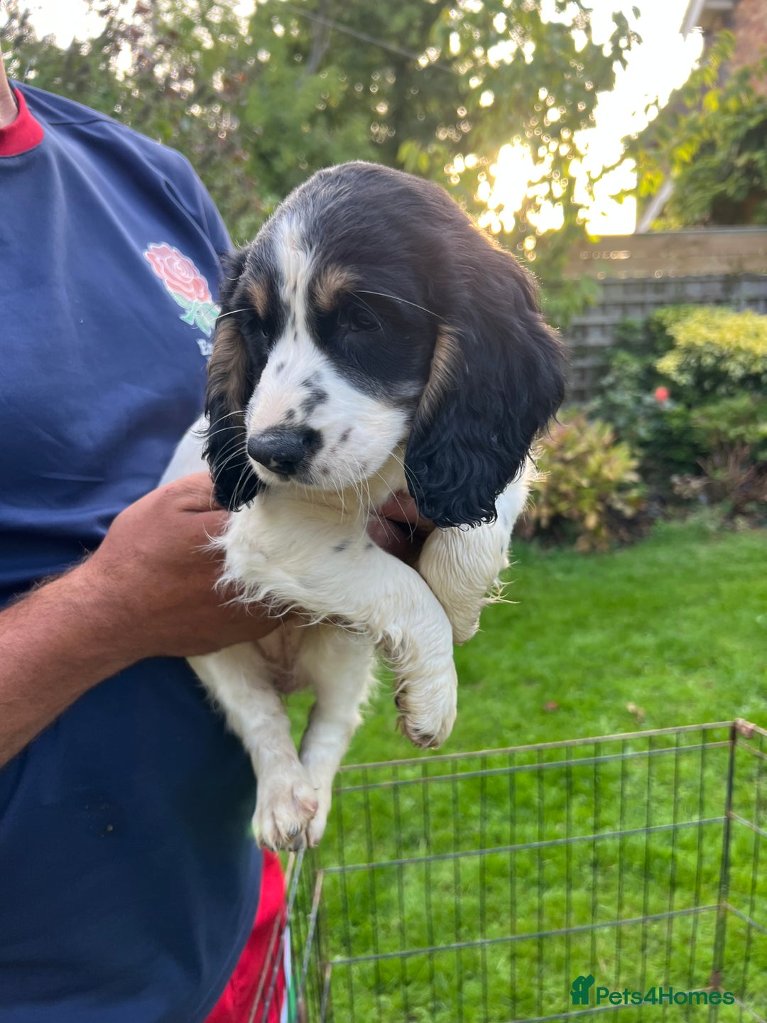 English Springer Spaniel dogs for sale: Traditional English springer spaniels  - Image 10
