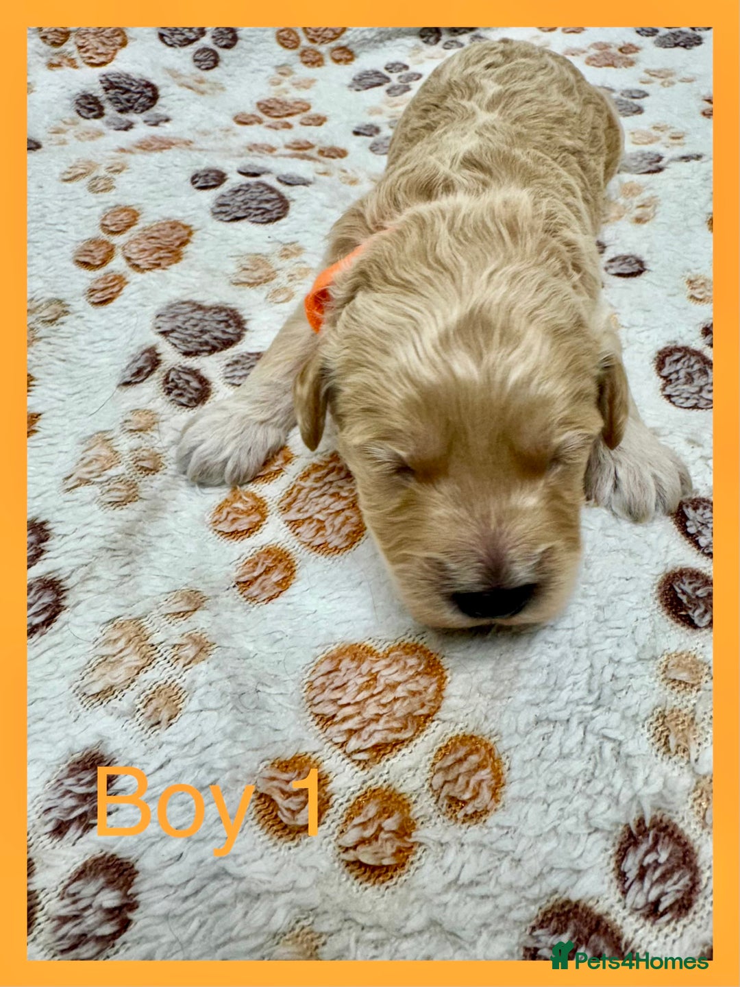 Cockapoo dogs for sale: Outstanding F1b Cockapoo Fully Health Tested  - Advert 19