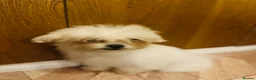Bichon Frise dogs for sale: BEAUTIFUL puppy for sale (vacc+chip)  🐶 🐕  - Advert 7