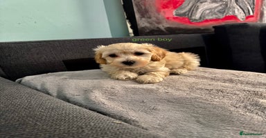 Maltipoo dogs - Advert 1