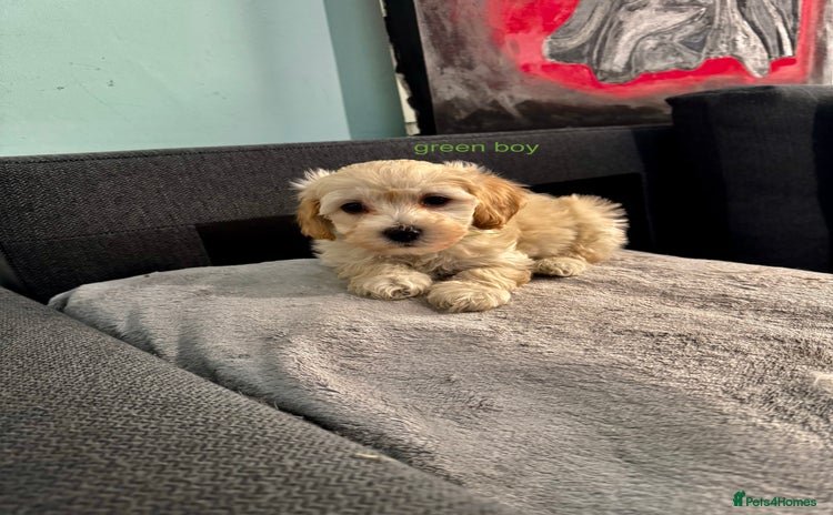 Maltipoo dogs - Advert 1