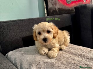 Maltipoo dogs - Advert 26