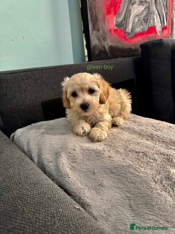 Maltipoo dogs - Advert 1