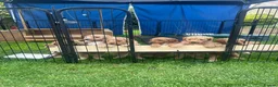 Standard Poodle dogs for sale: Apricot Standard Poodle Puppies  - Advert 6