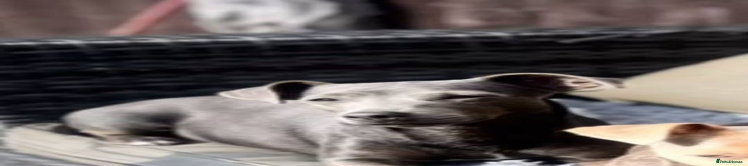 Jack Russell Puppy 1