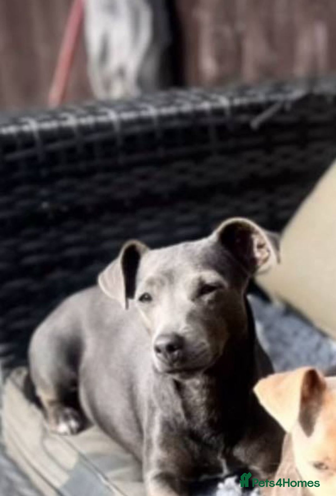 Jack Russell dogs for sale: Jack Russell female  - Image 2