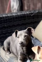 Jack Russell dogs - Advert 3