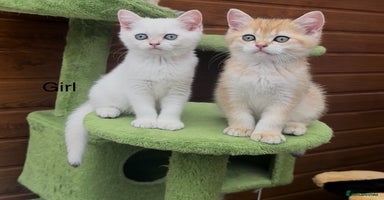 British Shorthair cats - Advert 14