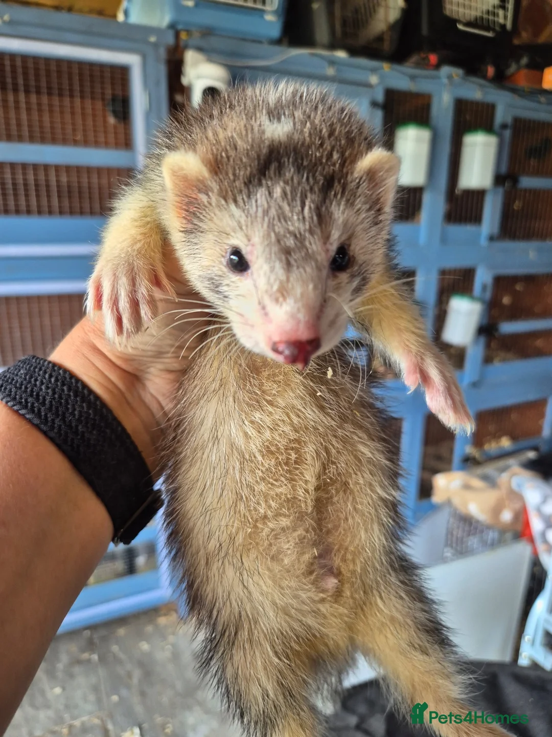 Ferret rodents for sale: Semi Angora Dark Silver Mitted - Advert 1