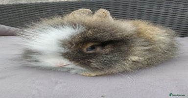 Lionhead rabbits - Advert 14