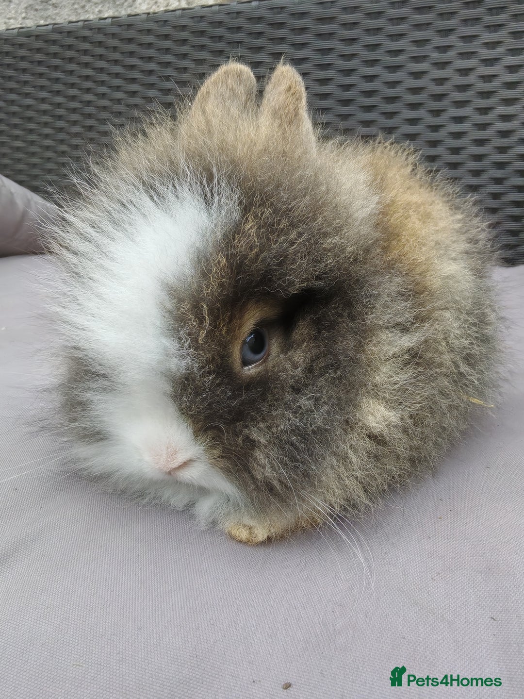 Lionhead rabbits for sale: 1 blue eyed white male left - Image 3