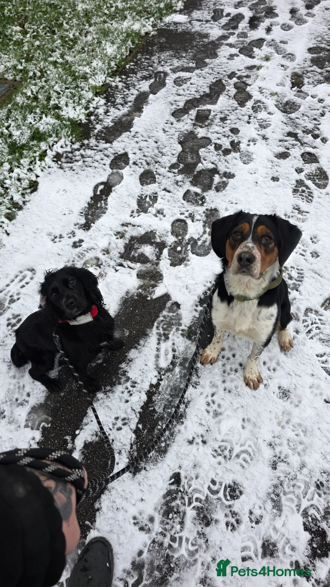 Mixed Breed dogs for sale: Beautiful Cocker x Collie pups - Advert 2