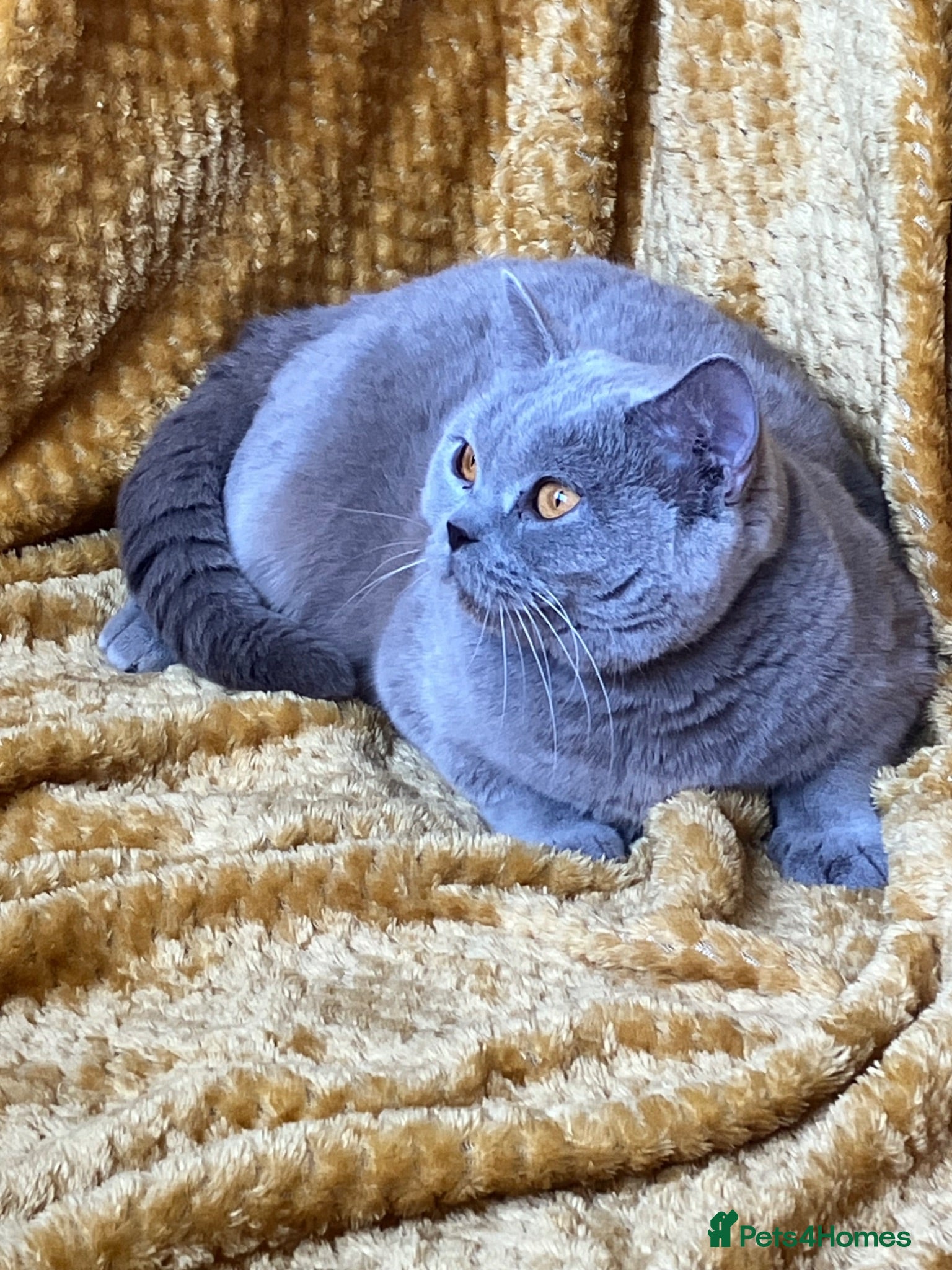 British Shorthair cats for sale: 🏆Beautiful GCCF BSH Jacqueline RetiredQueen Lilac - Advert 1