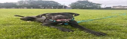 Cane Corso dogs for sale: Athena  - Advert 2