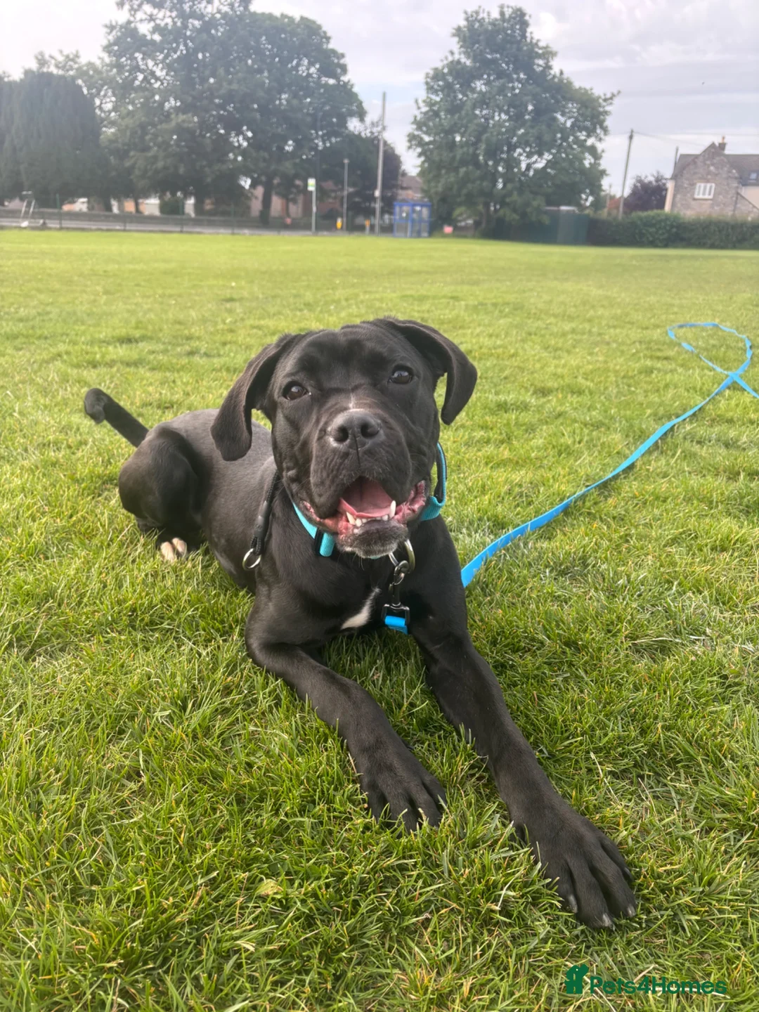 Cane Corso dogs for sale: Athena  - Advert 2