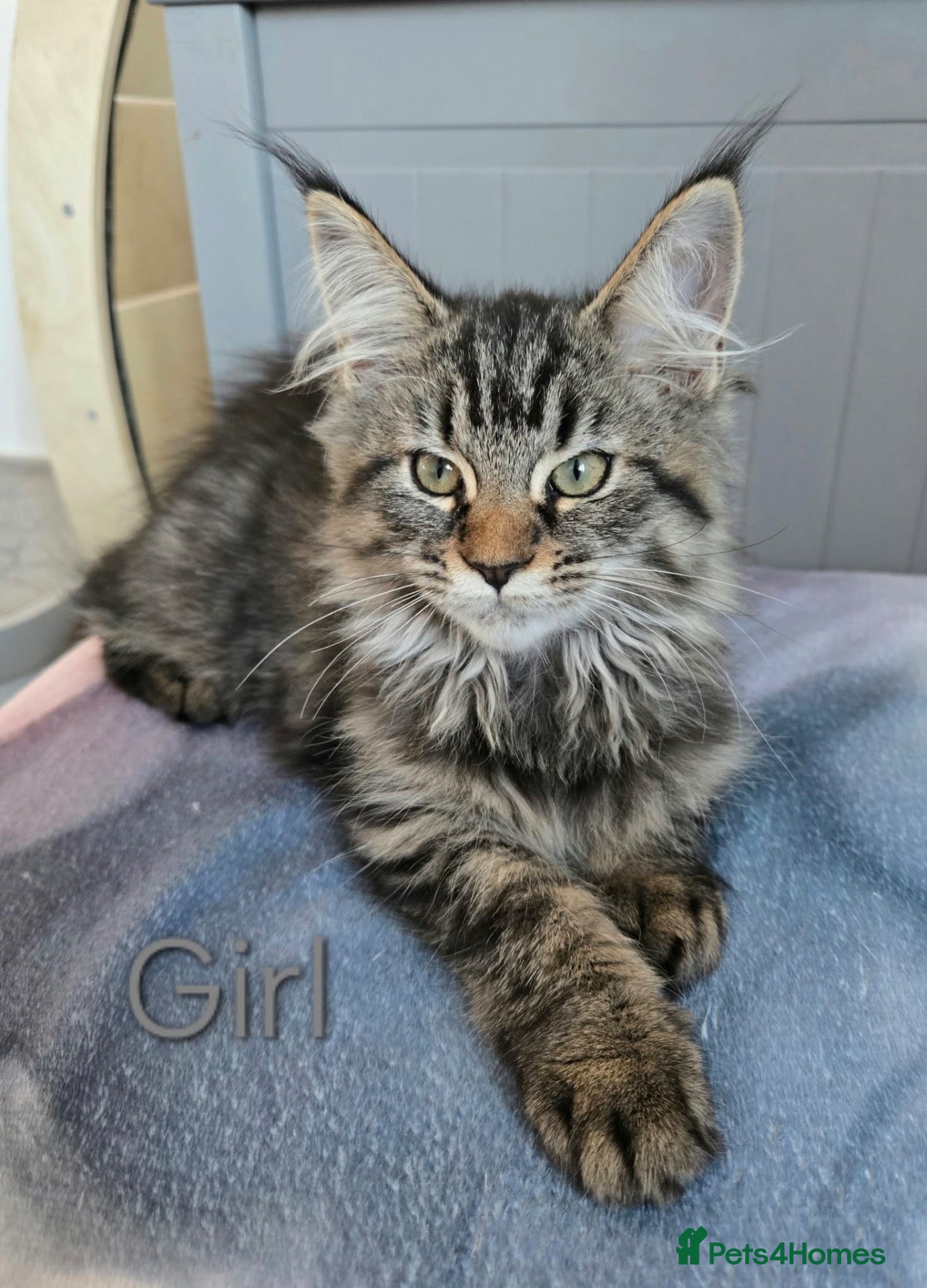Maine Coon cats for sale: 2 TICA registered Maine Coon kittens left. - Advert 2