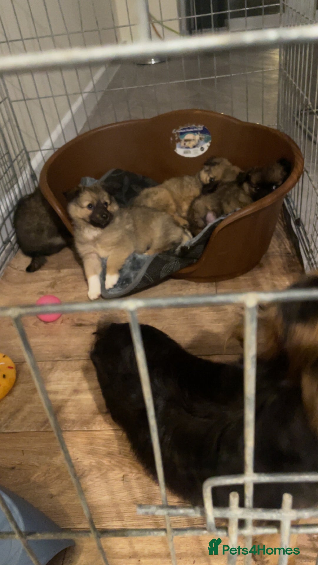German Spitz dogs for sale: Ready to leave now German spritz puppies  - Image 8