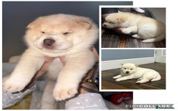 Siberian Husky dogs for sale: 3 fluffy chowski’s  - Advert 9