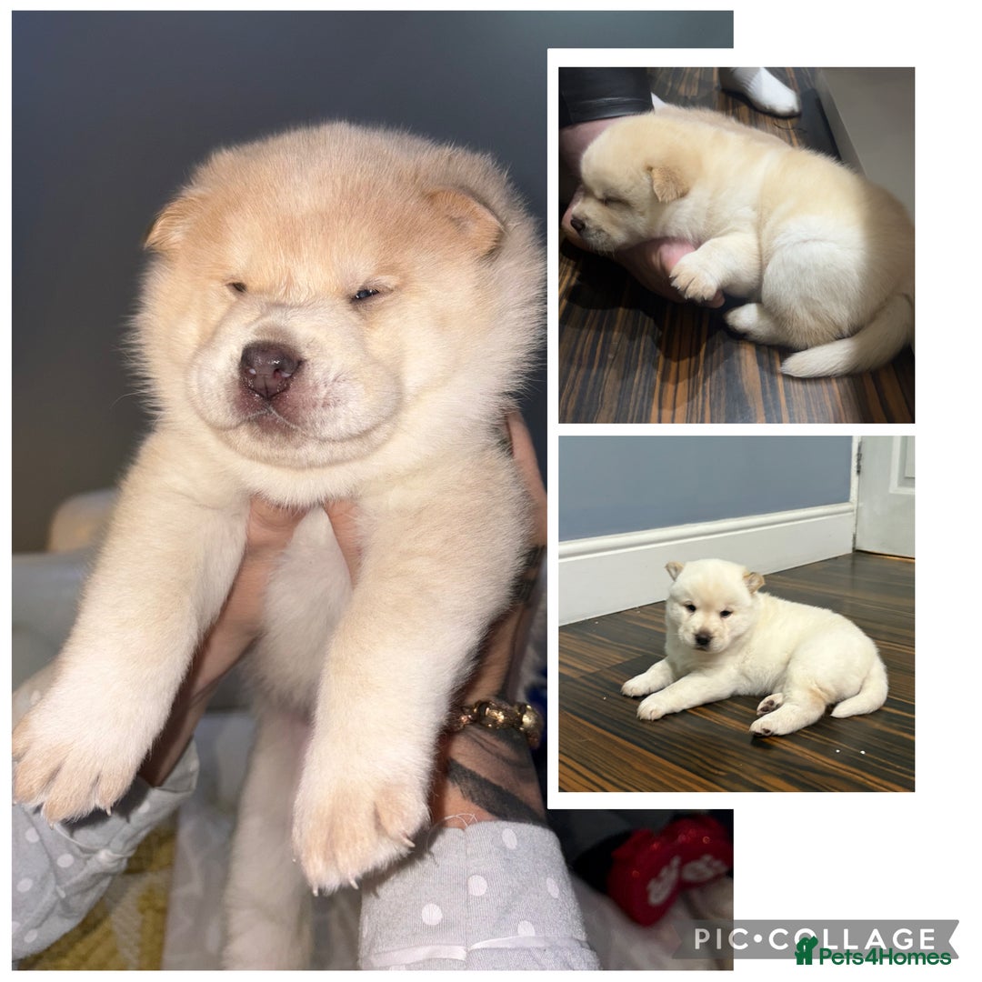 Siberian Husky dogs for sale: 3 fluffy chowski’s  - Advert 9