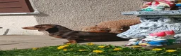 Dachshund dogs for sale: Near 1 year old female dachshund  - Advert 2