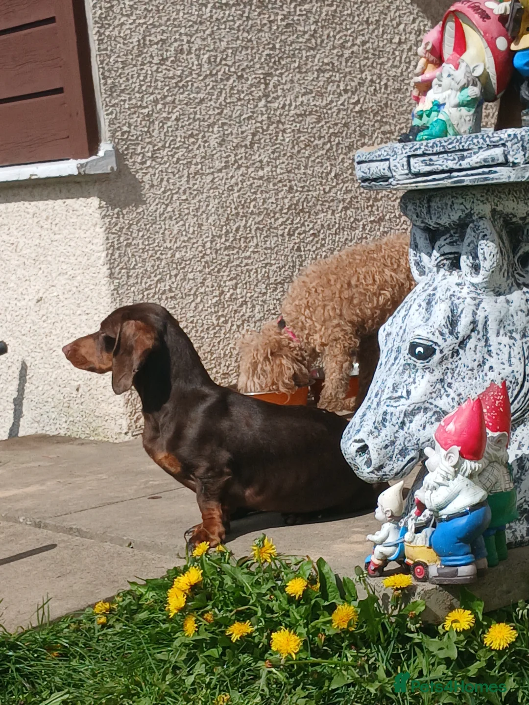 Dachshund dogs for sale: Near 1 year old female dachshund  - Advert 2